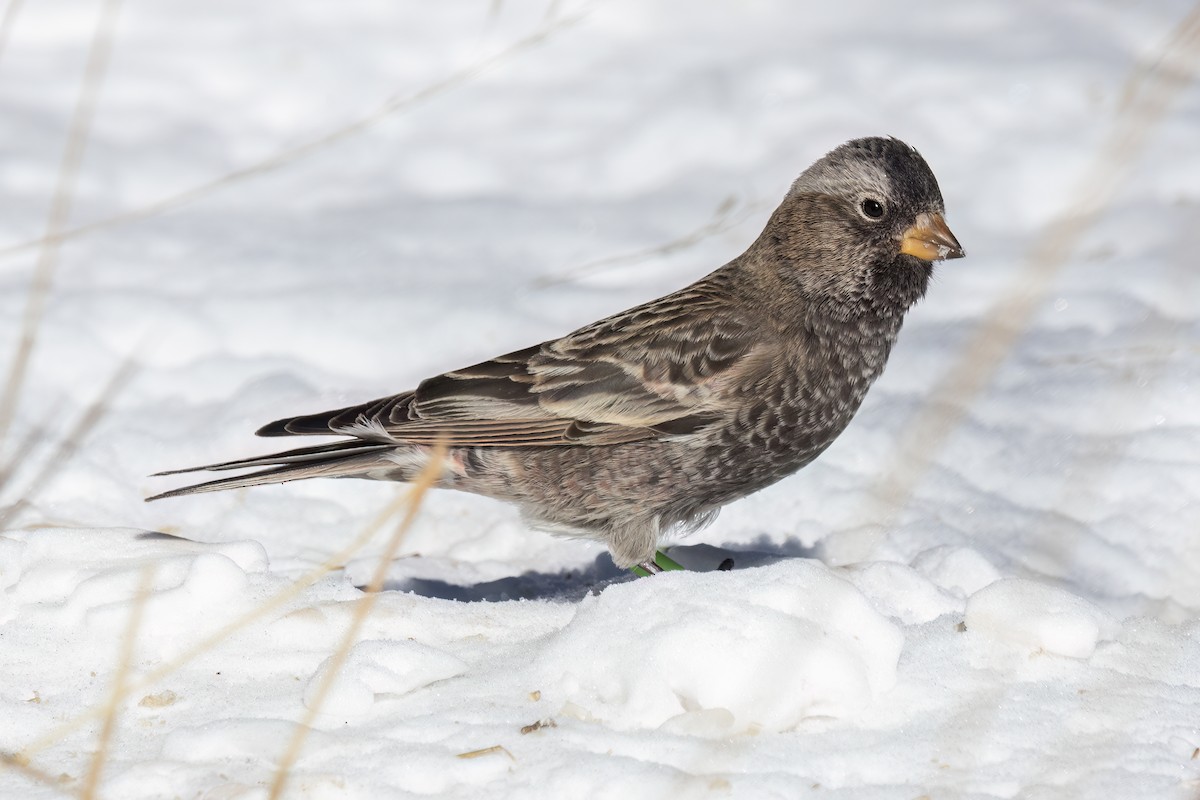 Black Rosy-Finch - ML646348781