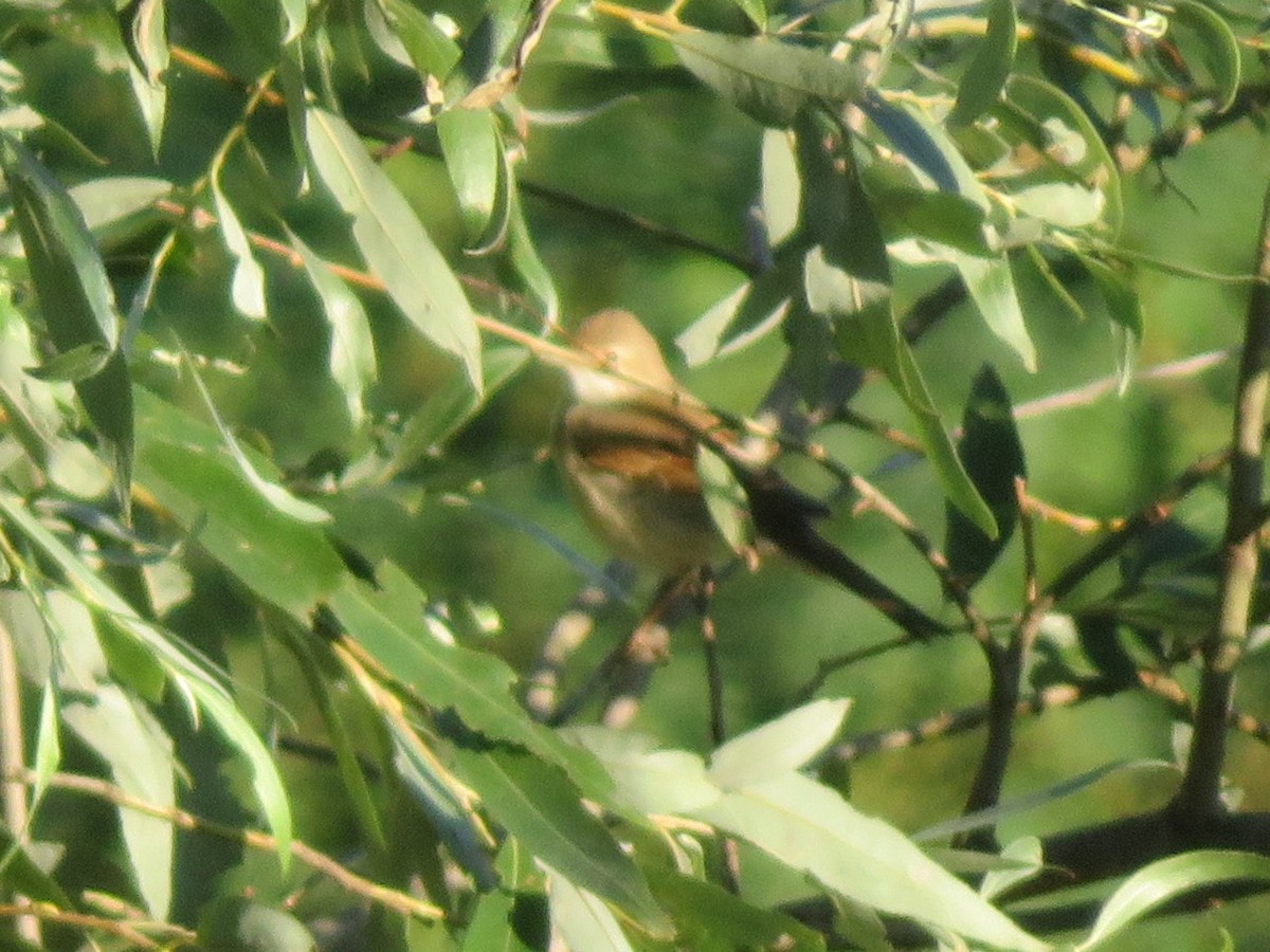 Common Reed Warbler - ML646348782