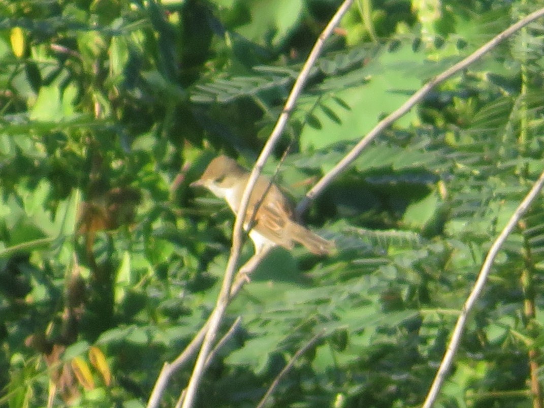 Common Reed Warbler - ML646348783