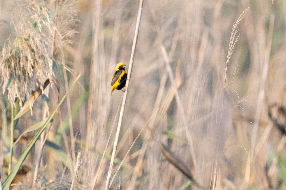 Yellow-crowned Bishop - ML646348786