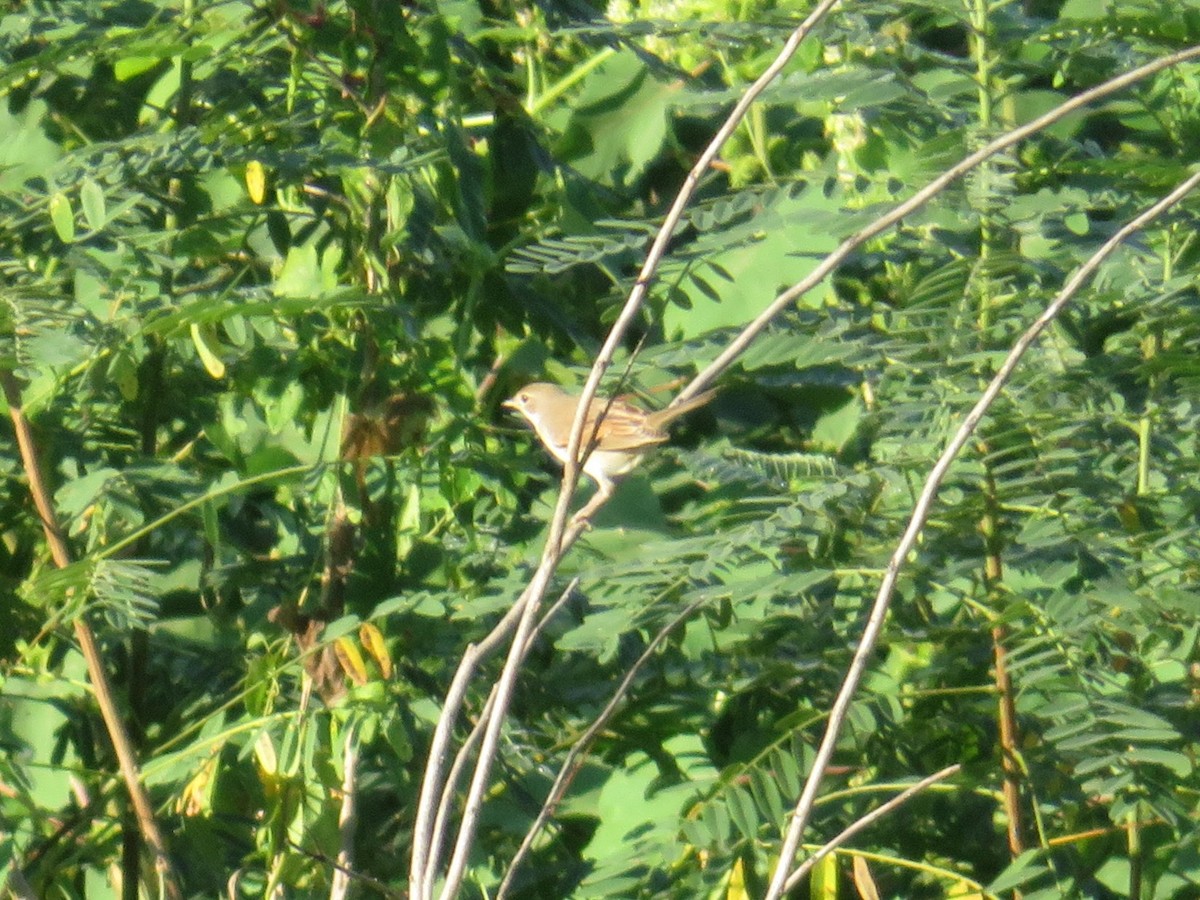 Greater Whitethroat - ML646348789