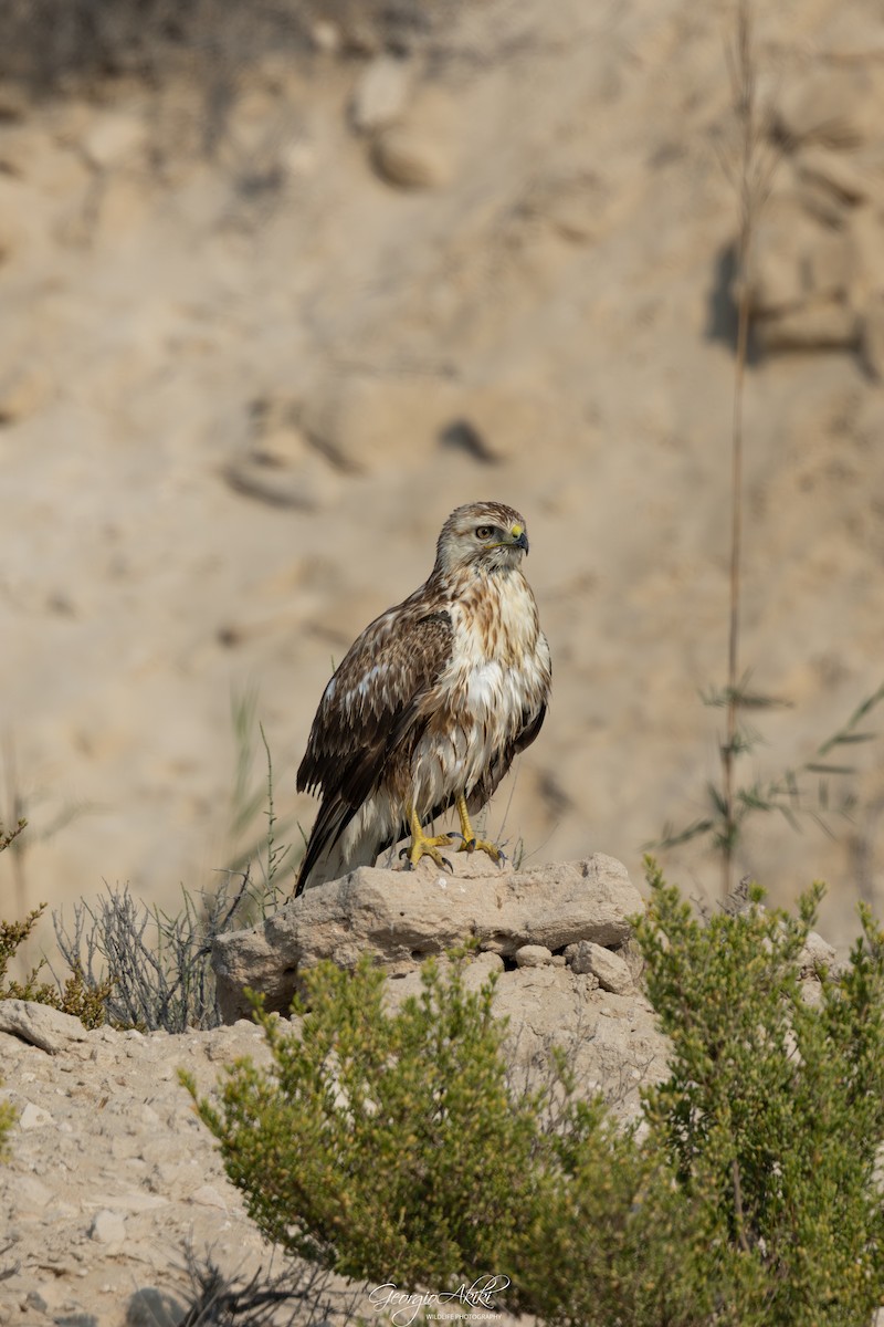 Long-legged Buzzard - ML646348790