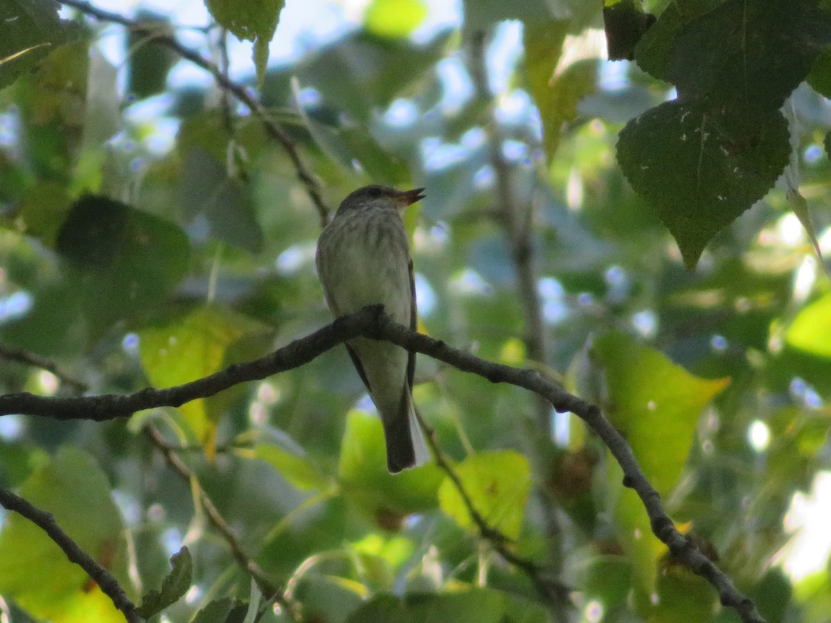Spotted Flycatcher - ML646348793