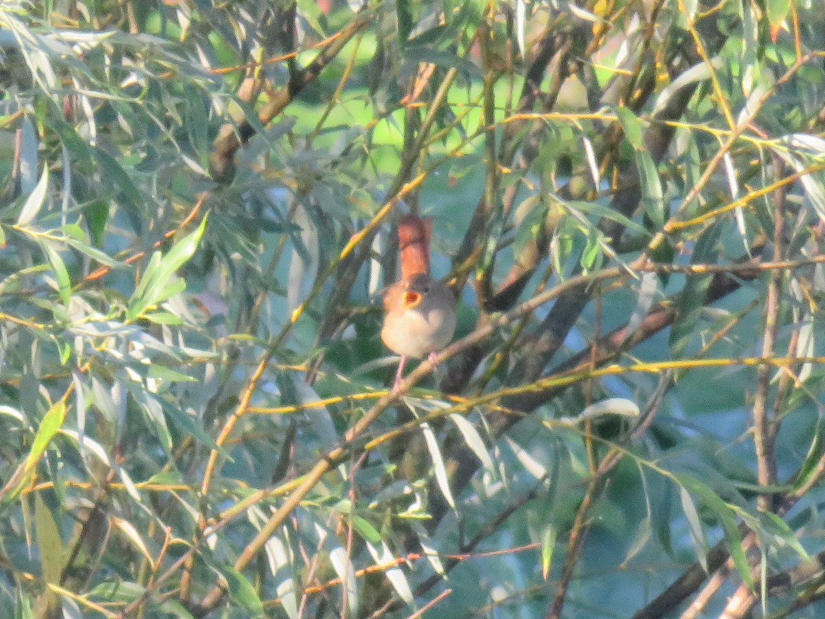 Common Nightingale - ML646348795