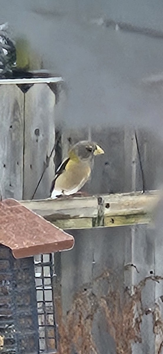 Evening Grosbeak - ML646348797