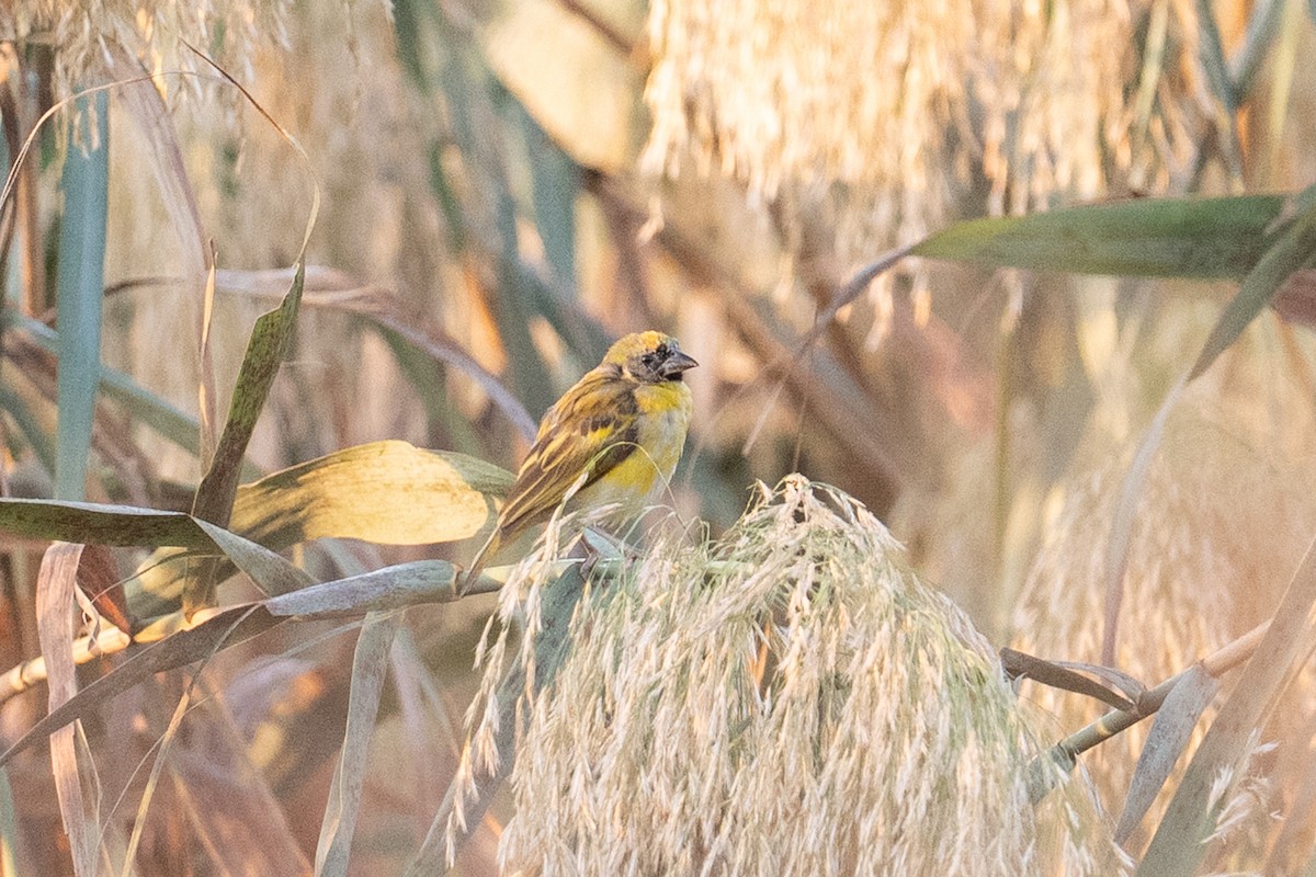 Black-headed Weaver - ML646348798