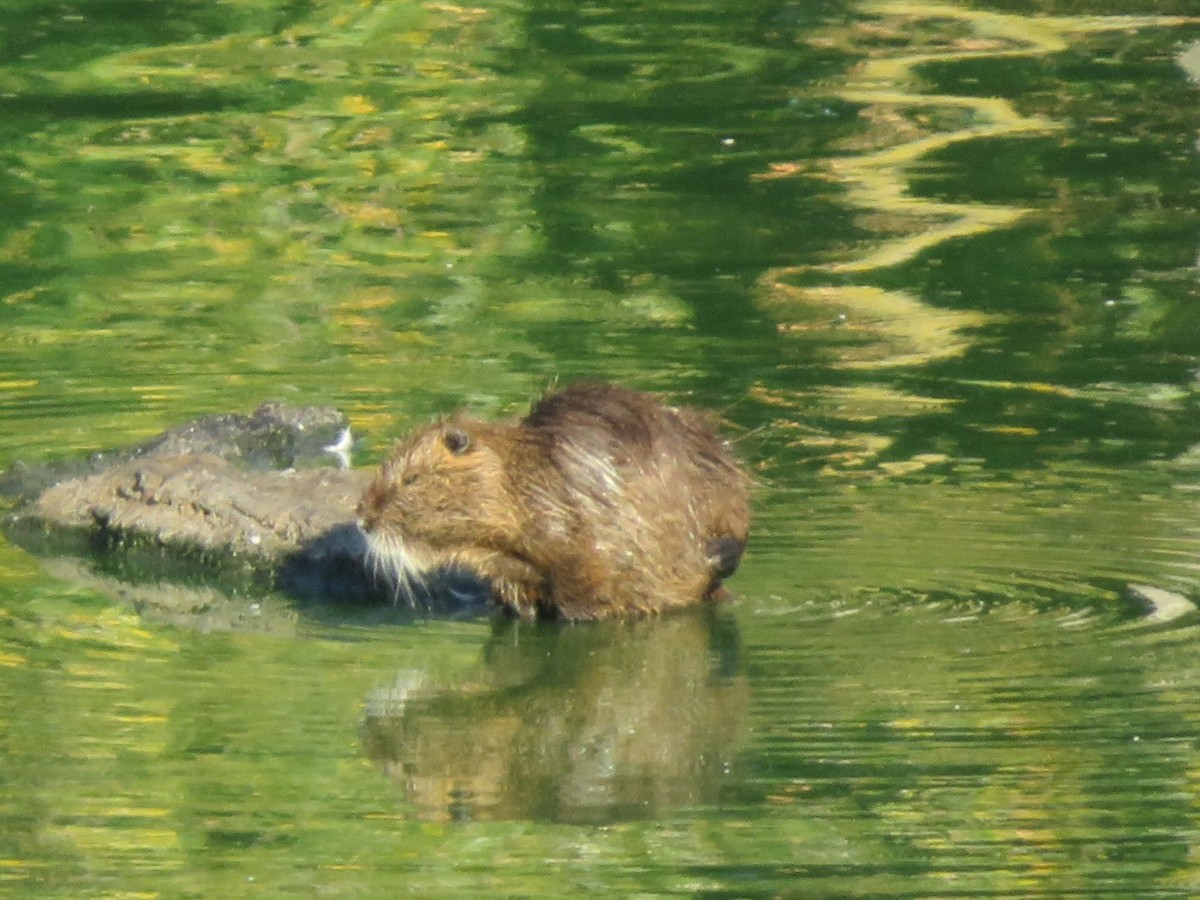 Coypu - ML646348799