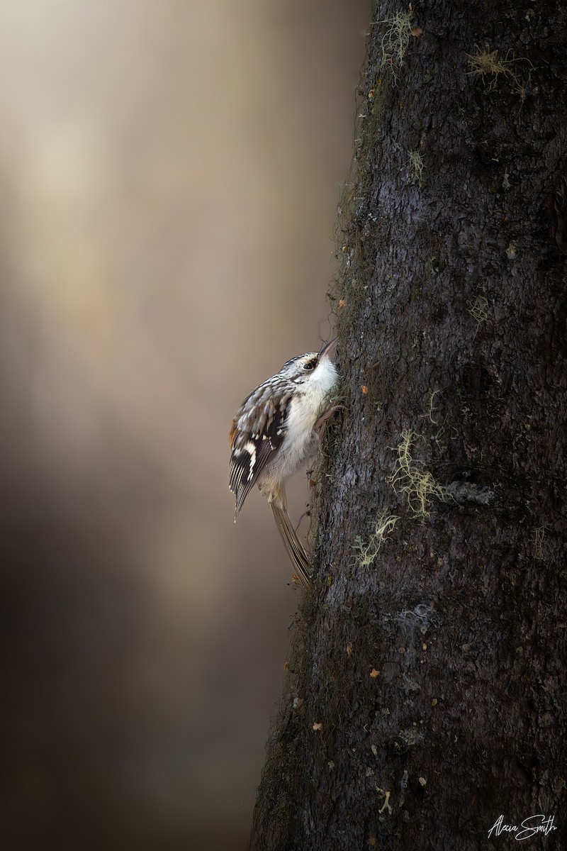 Brown Creeper - ML646348806