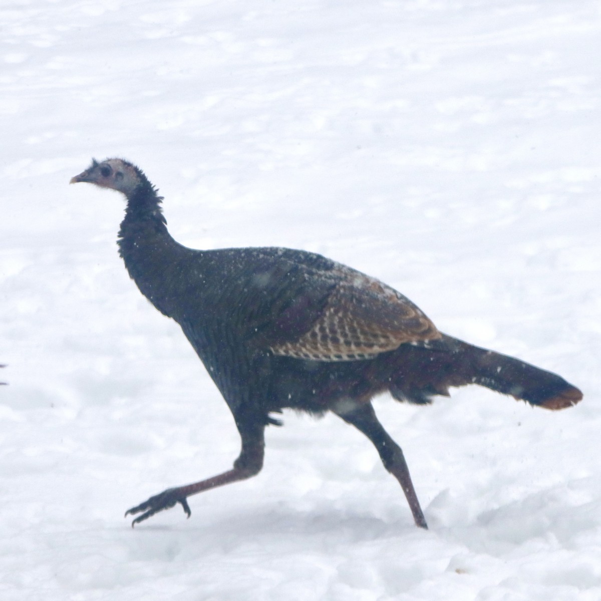 Wild Turkey - ML646348810