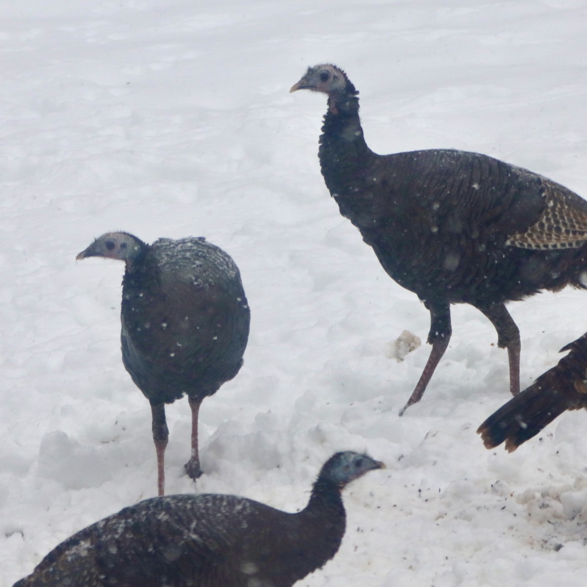 Wild Turkey - ML646348811