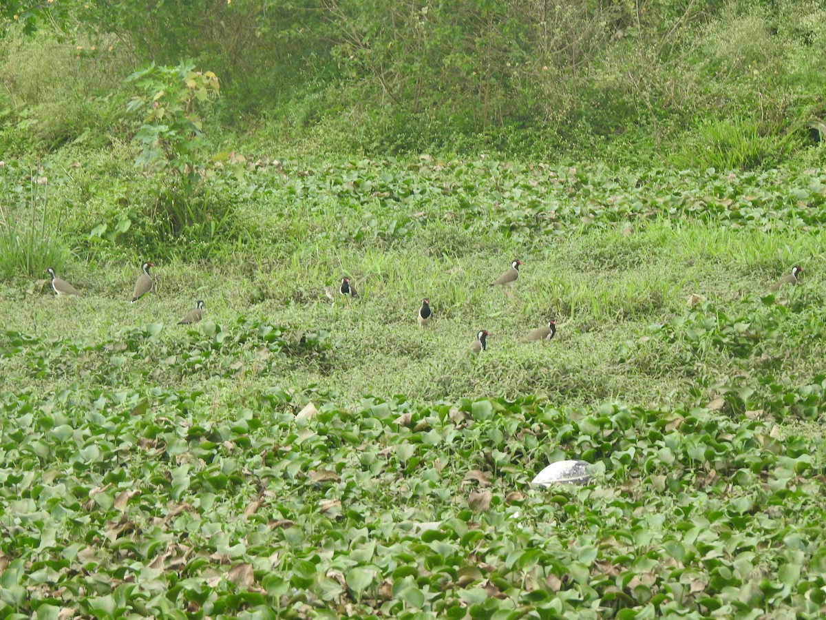 Avefría India - ML646348813