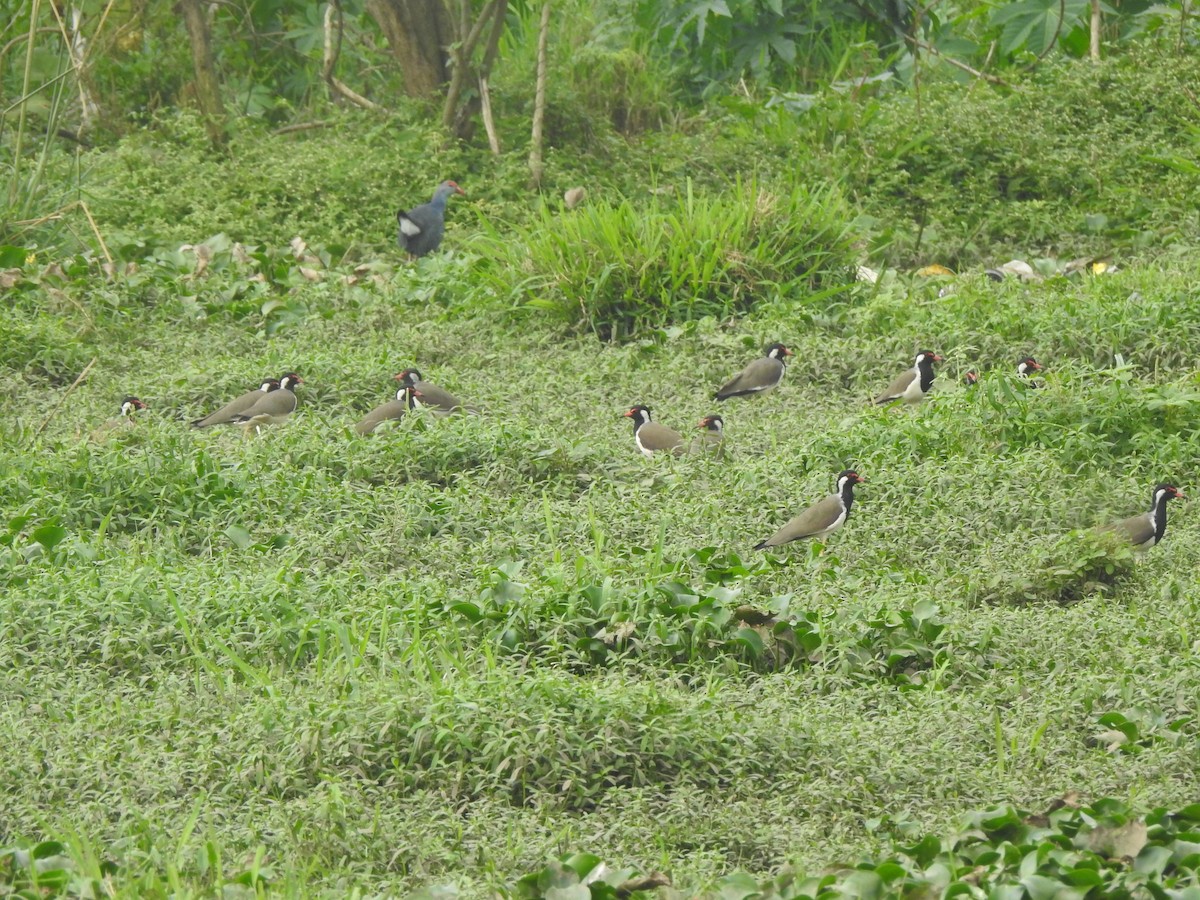 Avefría India - ML646348814