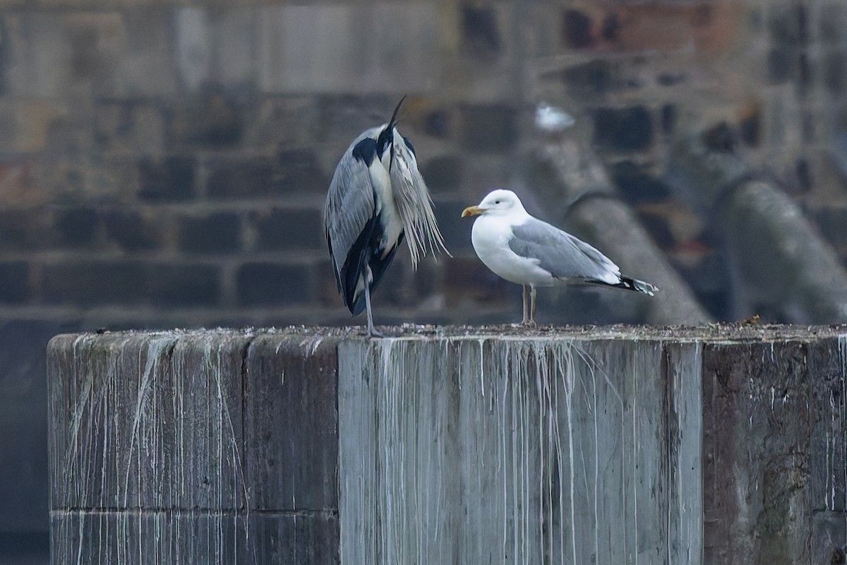 Gray Heron - ML646348816