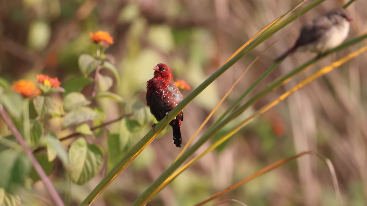 Red Avadavat - ML646348822