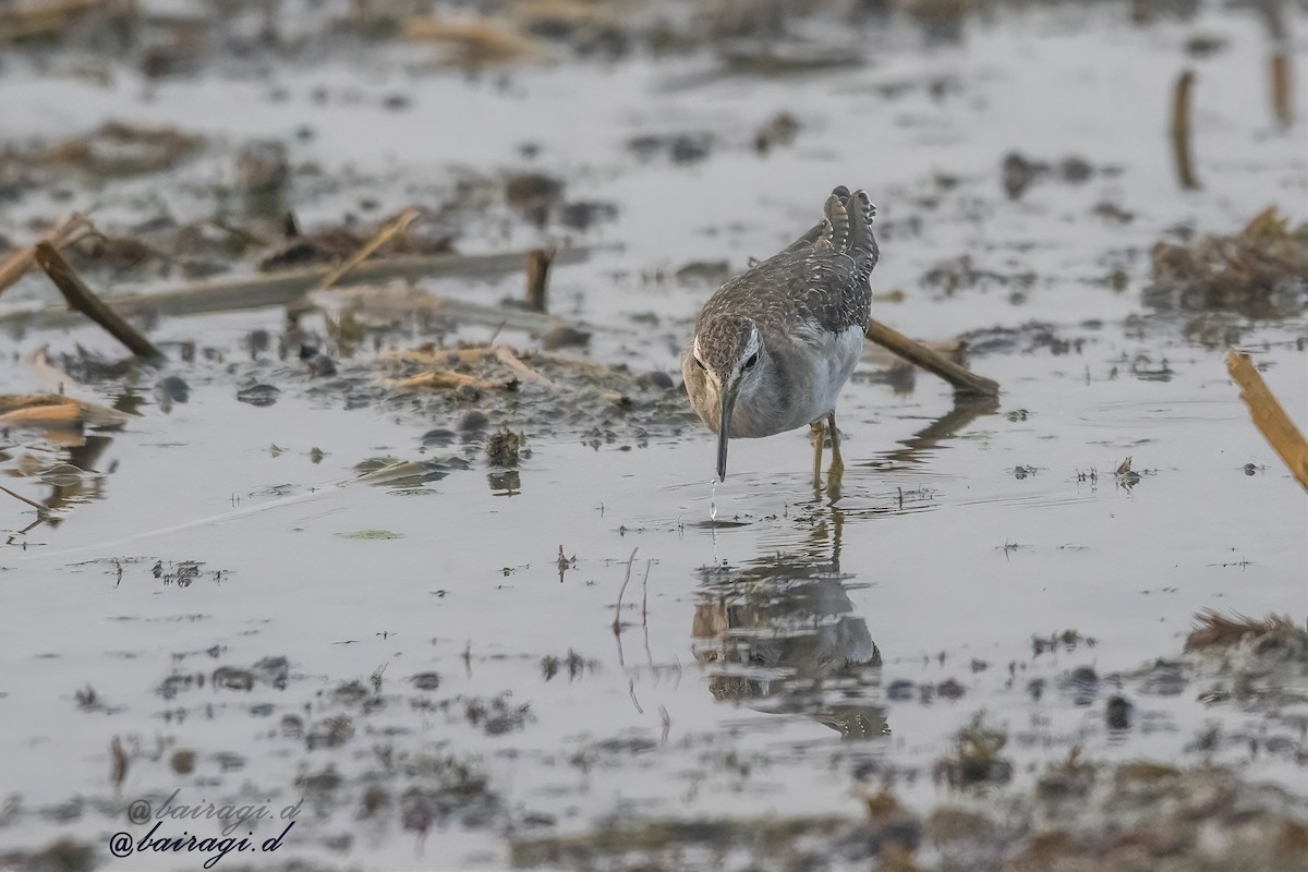 Wood Sandpiper - ML646348823