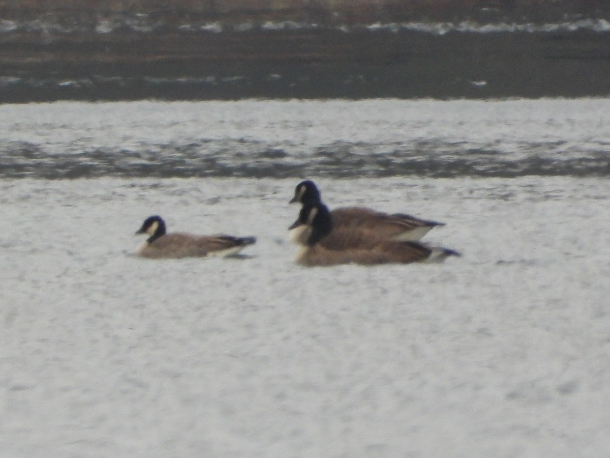 小加拿大雁 - ML646348836