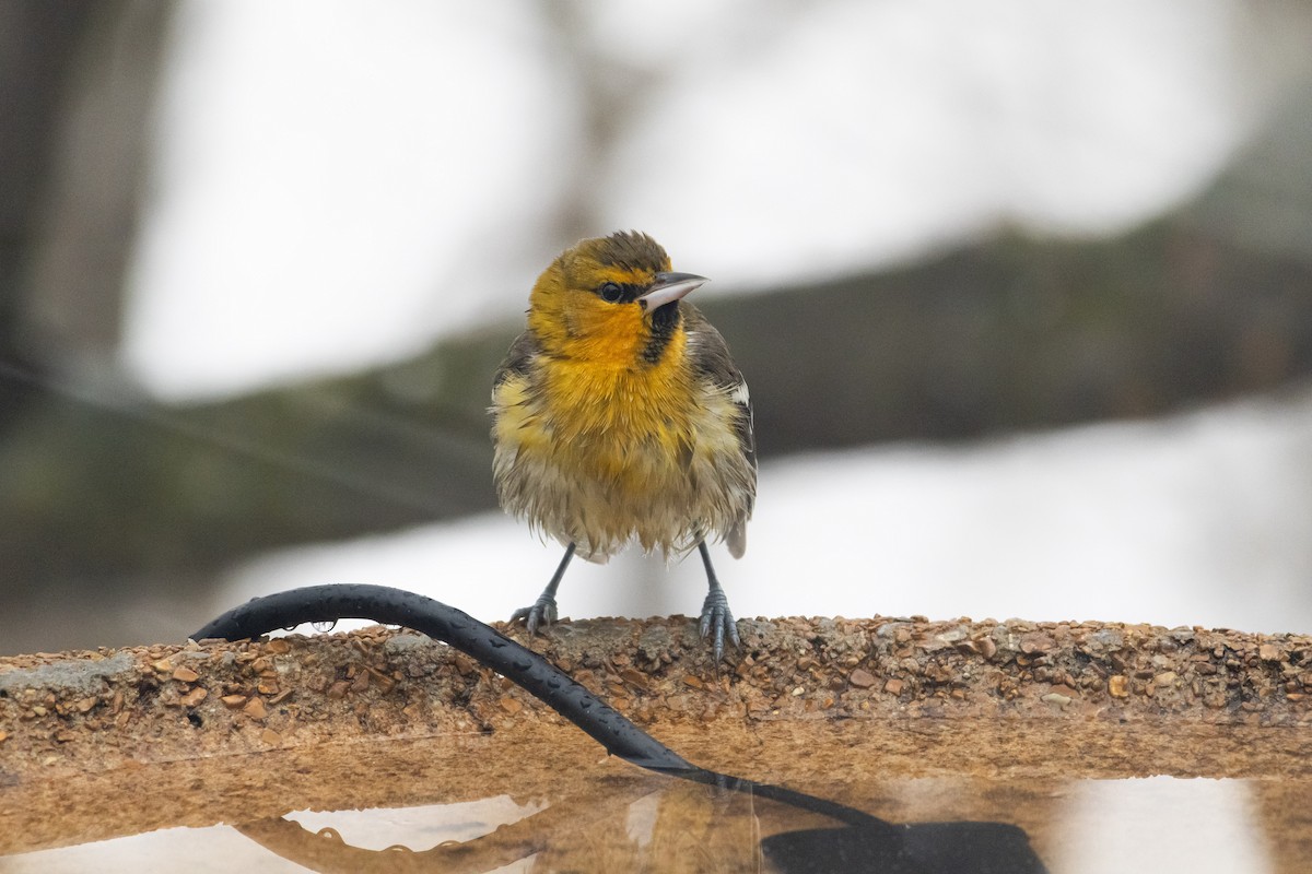 Bullock's Oriole - ML646348838