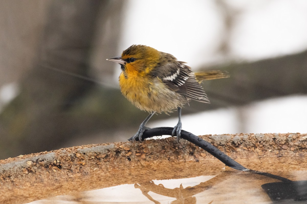 Bullock's Oriole - ML646348840