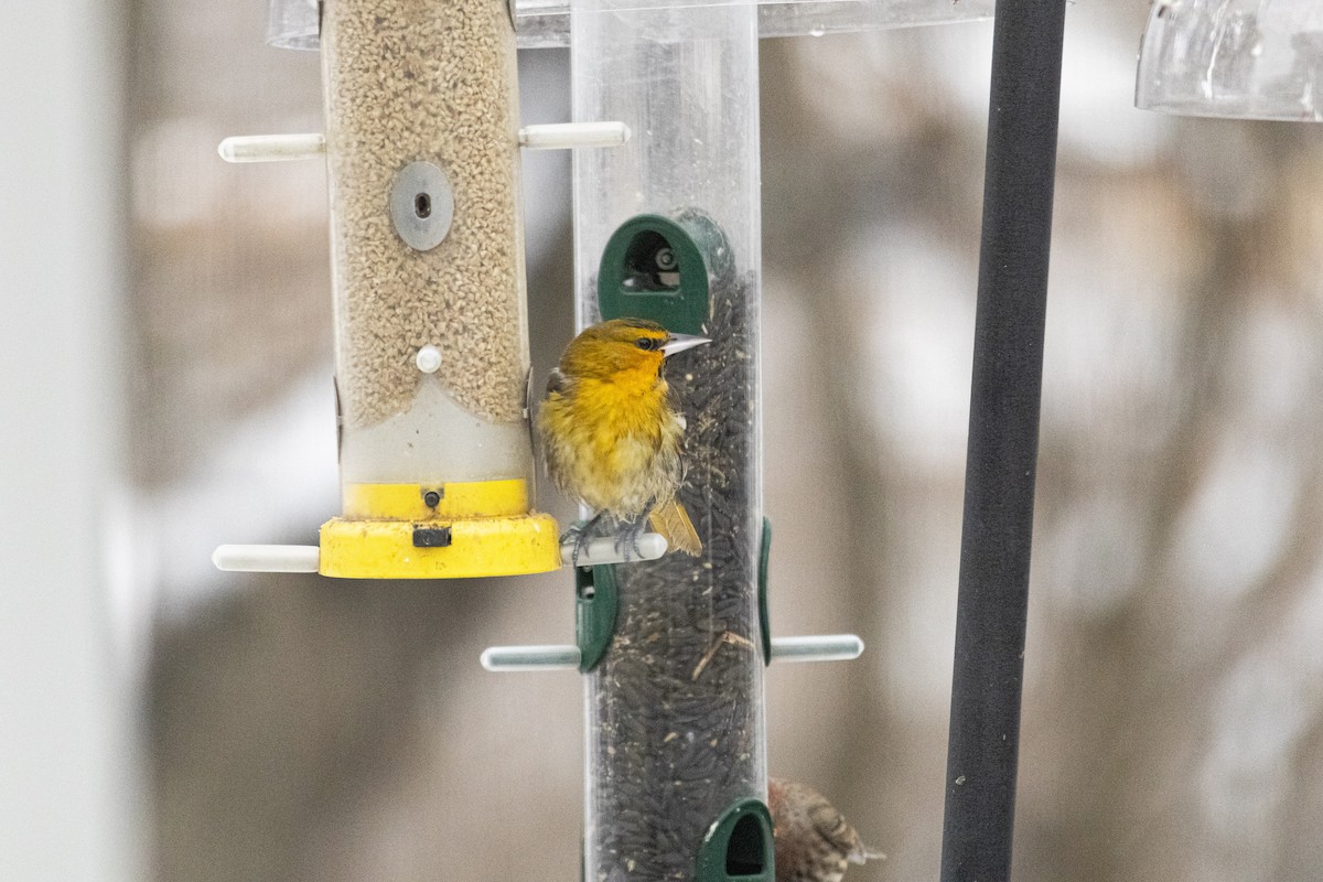 Bullock's Oriole - ML646348841