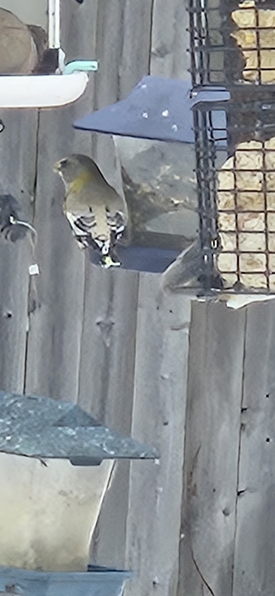 Evening Grosbeak - ML646348845