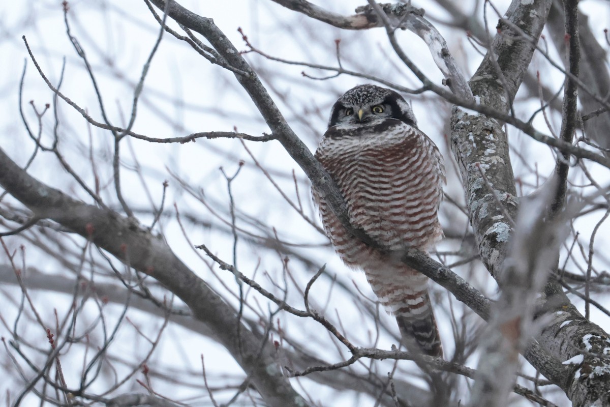 Northern Hawk Owl - ML646348847