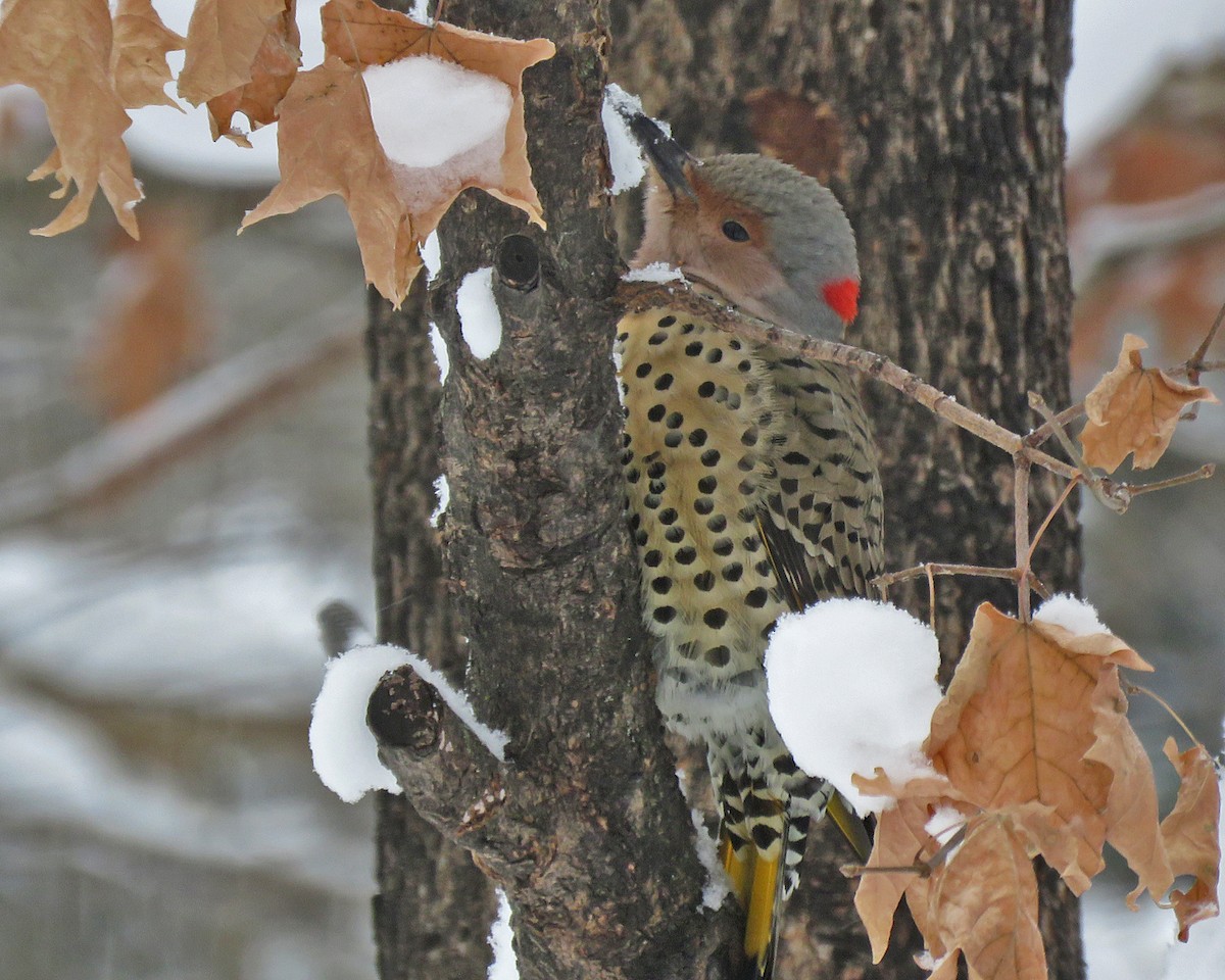 Northern Flicker - ML646348848