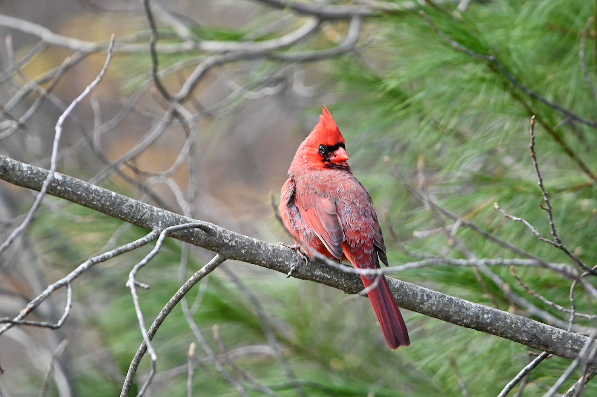 Northern Cardinal - ML646348849