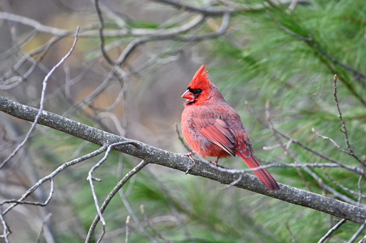 Northern Cardinal - ML646348850