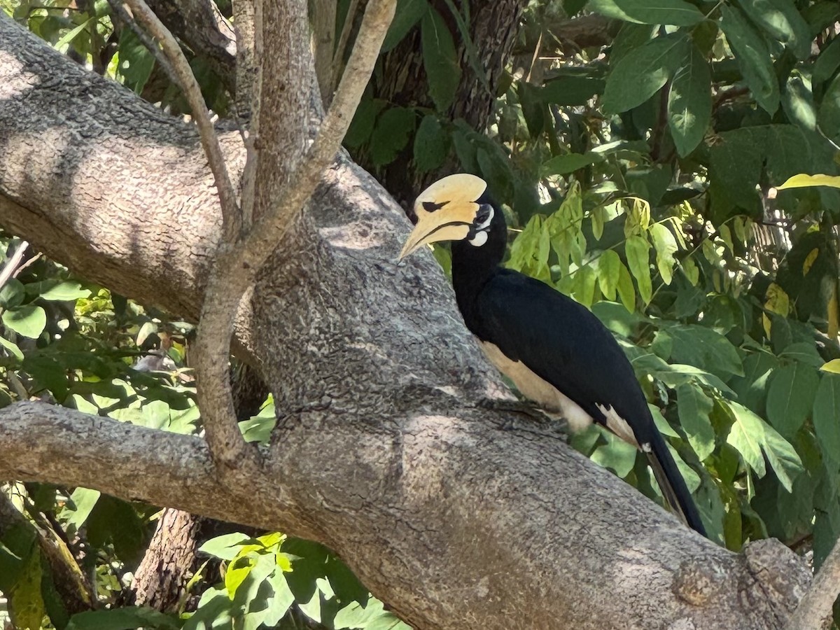 Oriental Pied-Hornbill - ML646348851