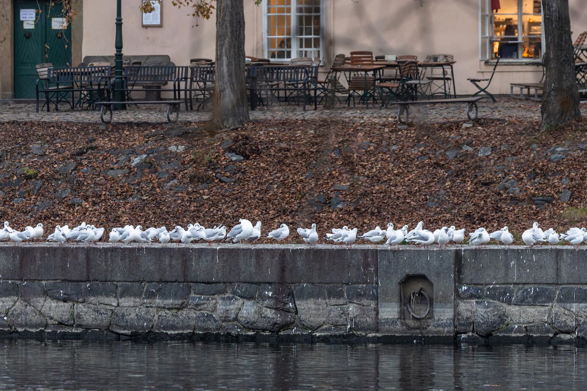 Black-headed Gull - ML646348857