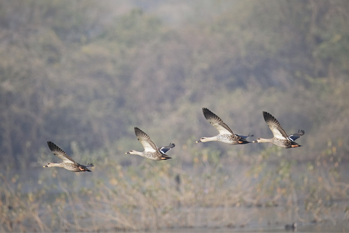 Indian Spot-billed Duck - ML646348859