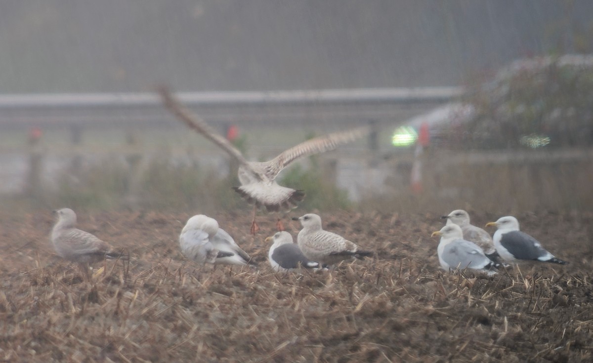 Caspian Gull - ML646348862