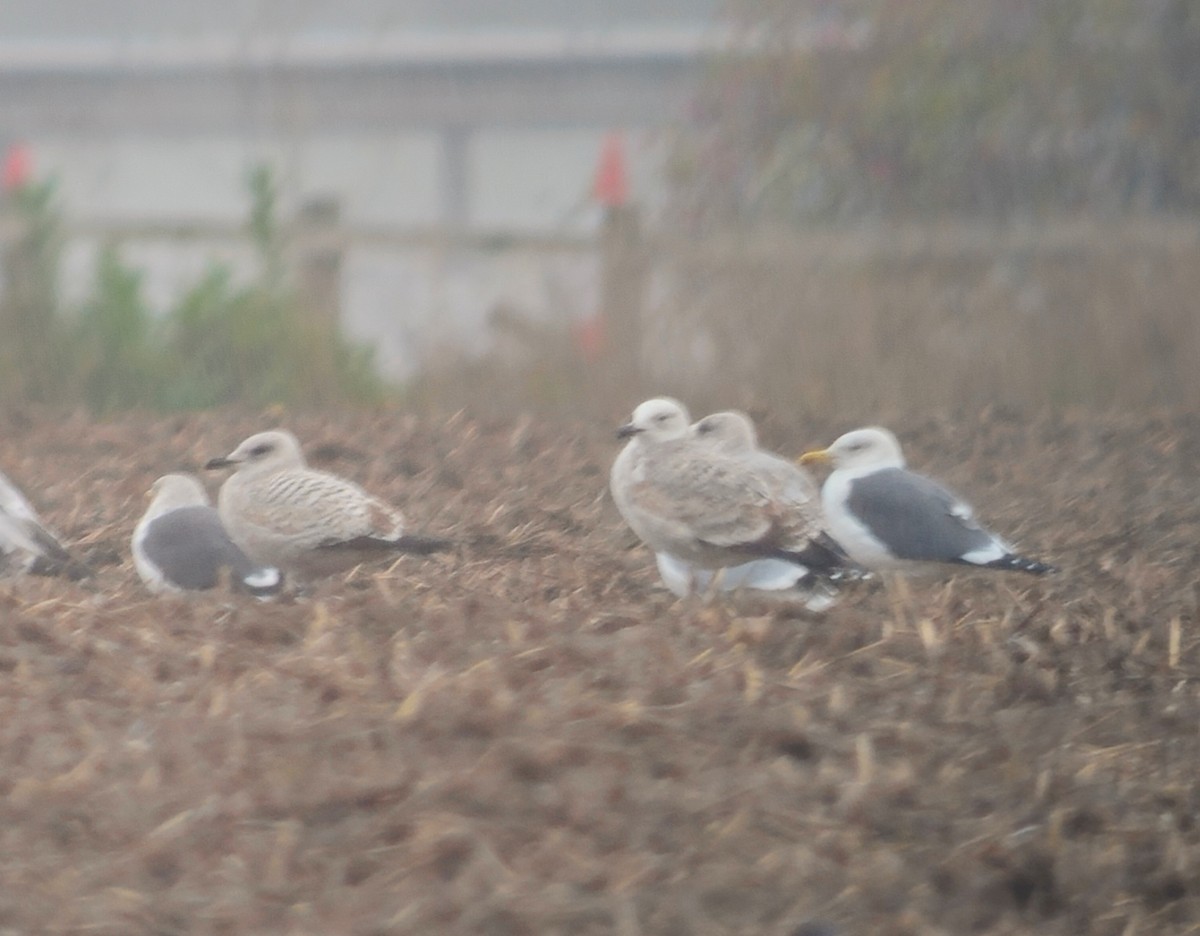 Caspian Gull - ML646348863