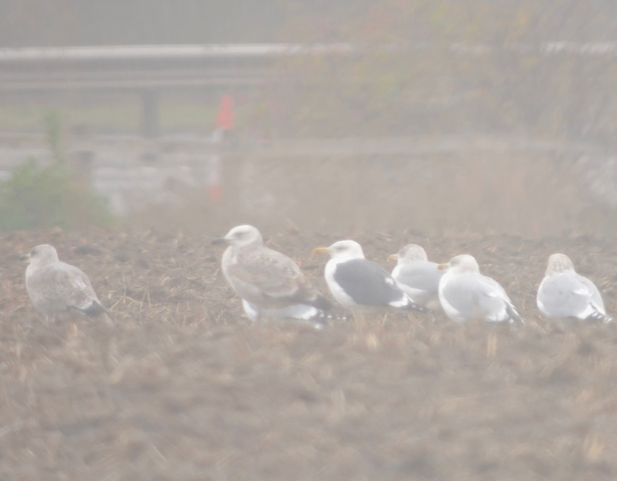 Caspian Gull - ML646348864