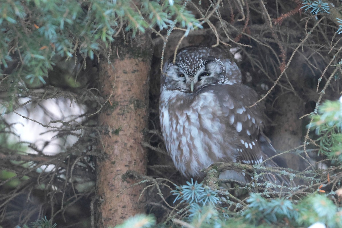 Boreal Owl - ML646348866