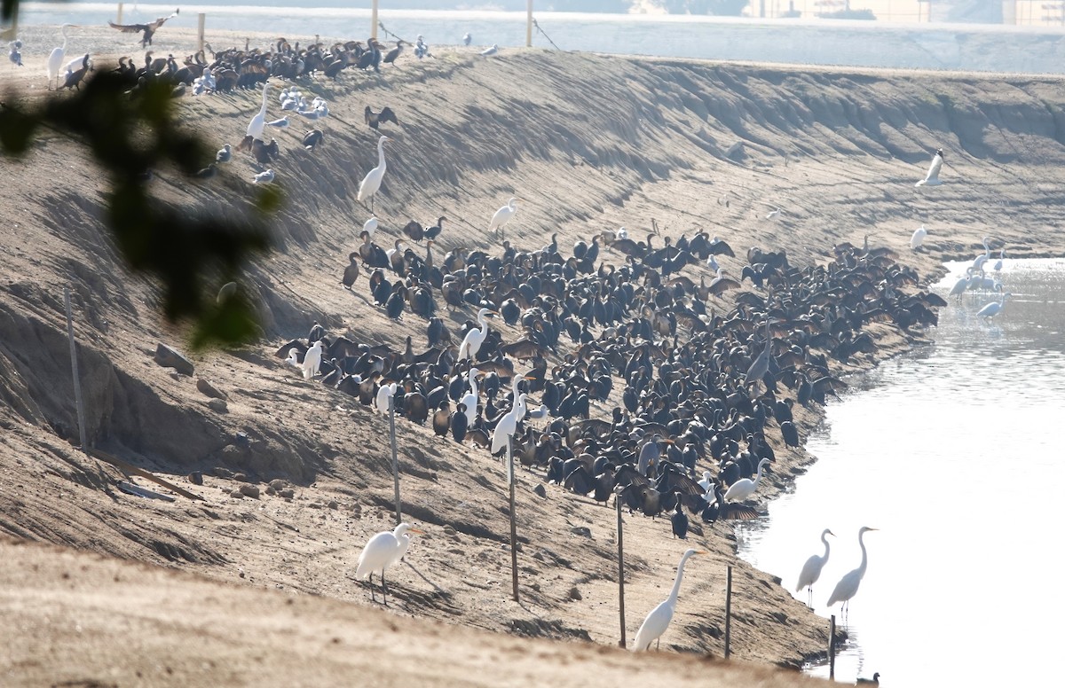 大白鷺(egretta) - ML646348868