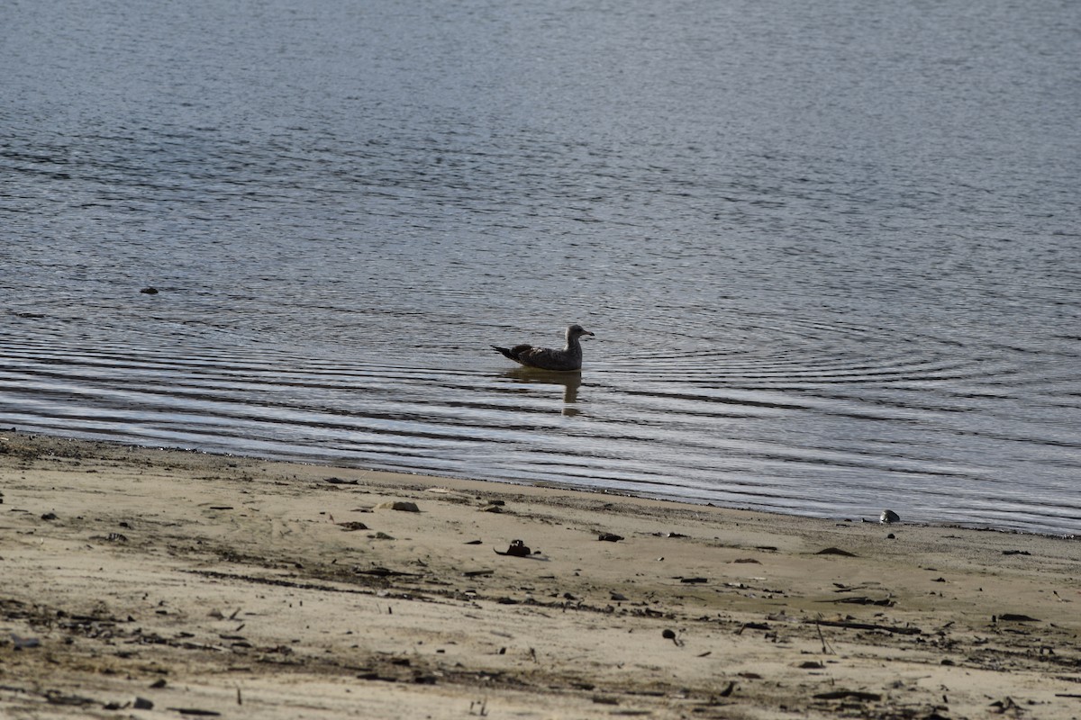 Ring-billed Gull - ML646348869