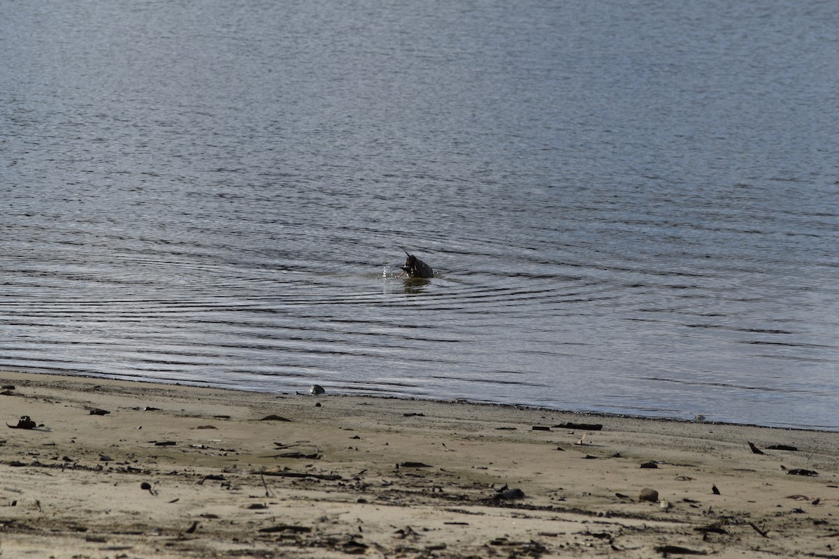 Ring-billed Gull - ML646348870