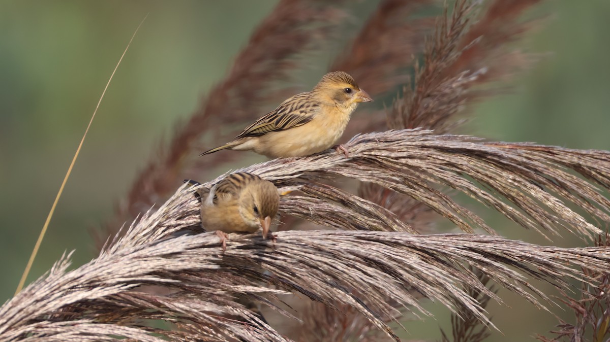 Baya Weaver - ML646348874