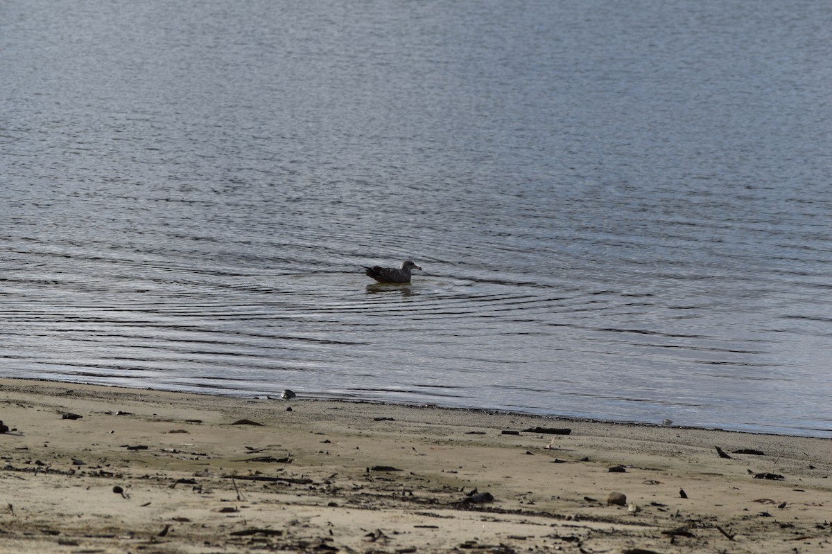 Ring-billed Gull - ML646348876