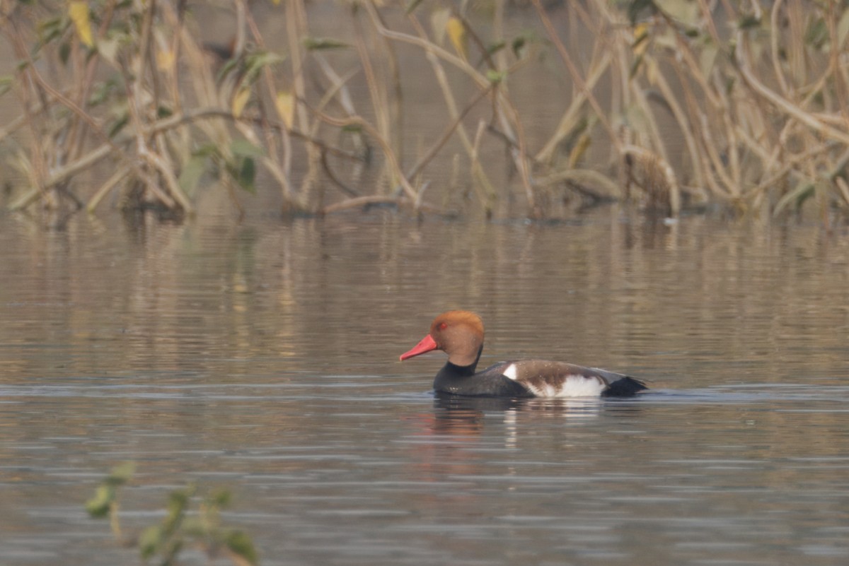 Red-crested Pochard - ML646348877