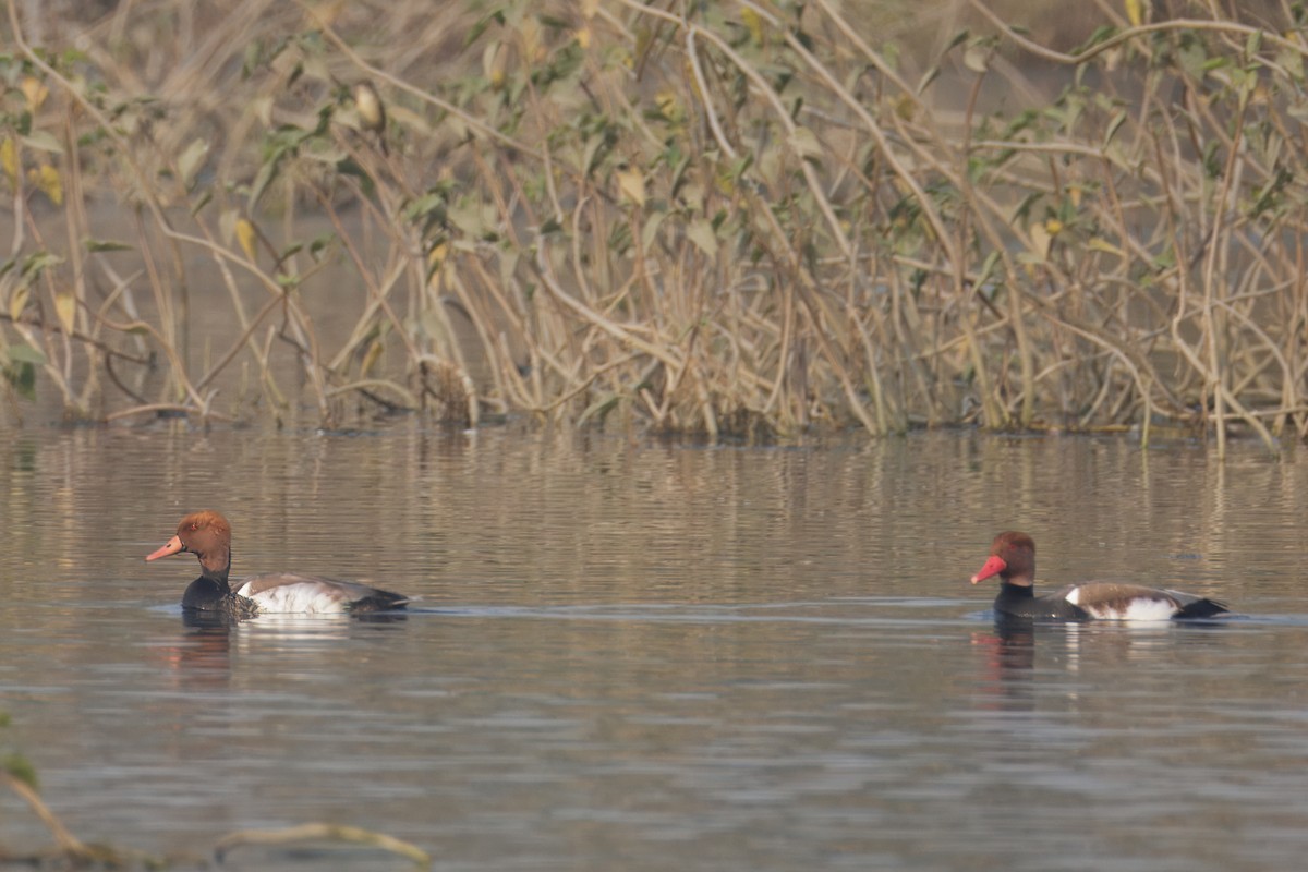 Red-crested Pochard - ML646348878