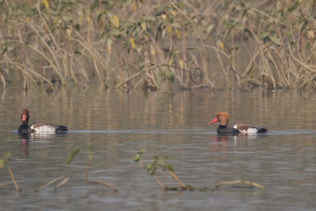 Red-crested Pochard - ML646348879