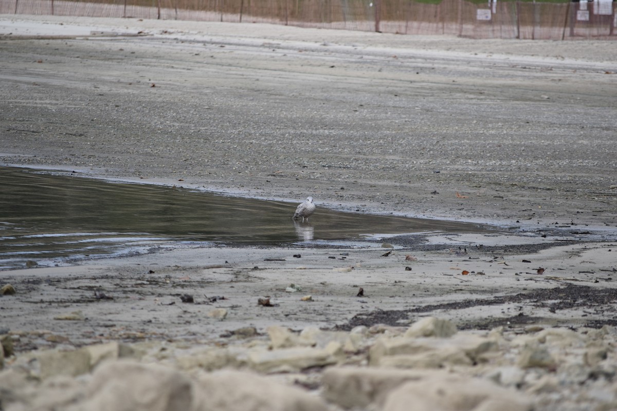 Ring-billed Gull - ML646348882