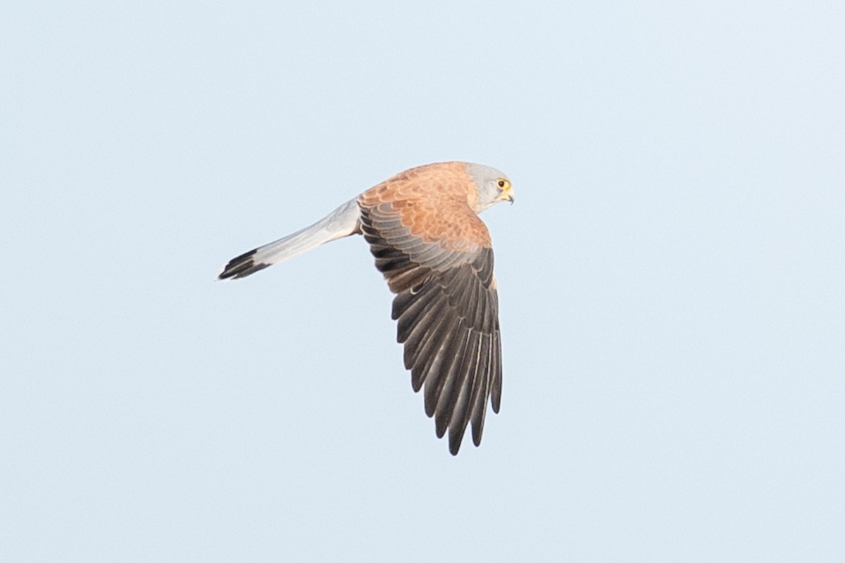 Lesser Kestrel - ML646348883