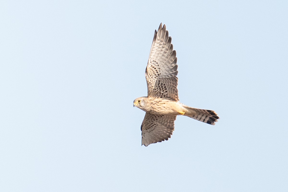 Lesser Kestrel - ML646348884