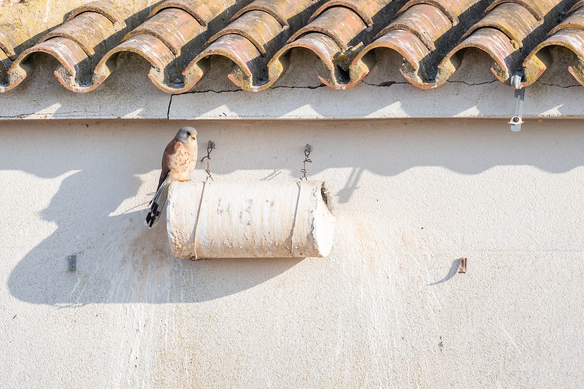 Lesser Kestrel - ML646348885