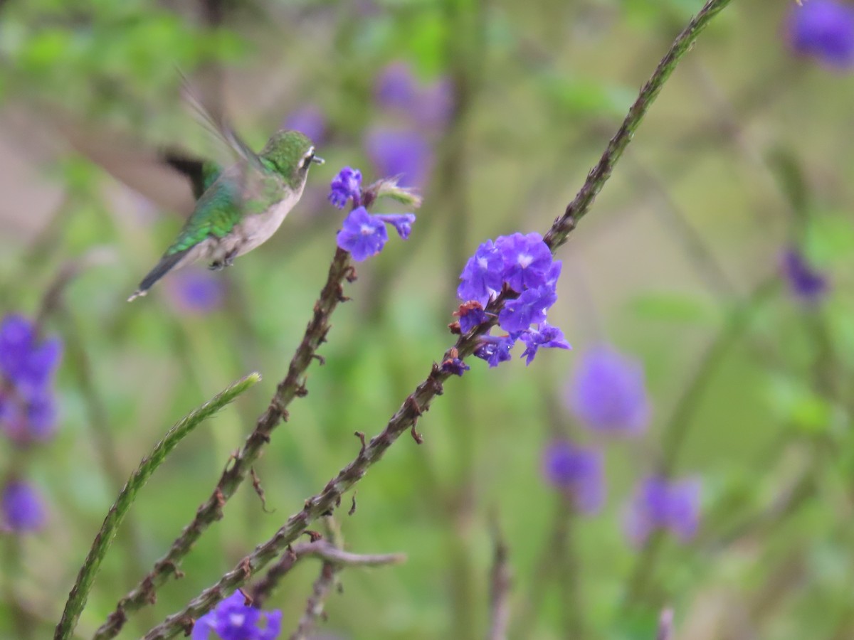 Western Emerald - ML646348888