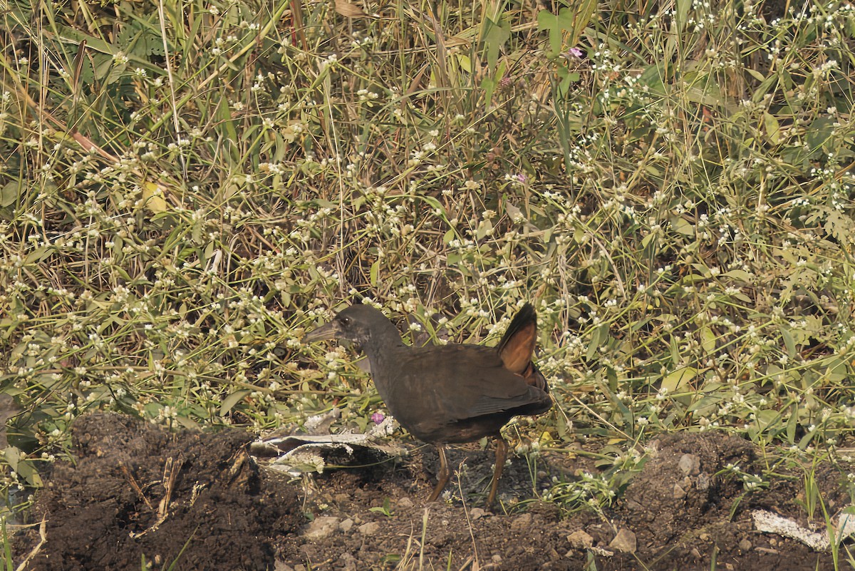 Brown Crake - ML646348890