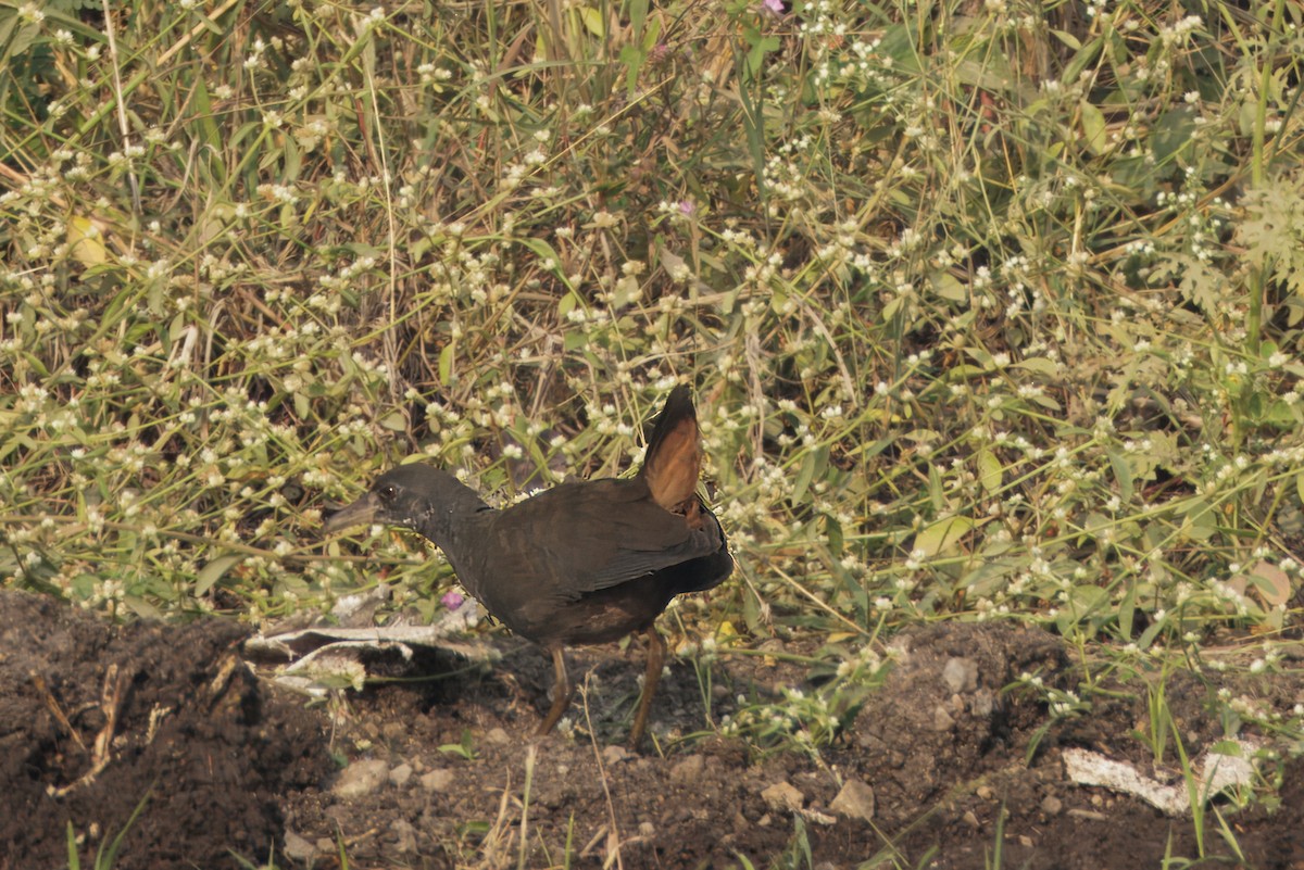 Brown Crake - ML646348891